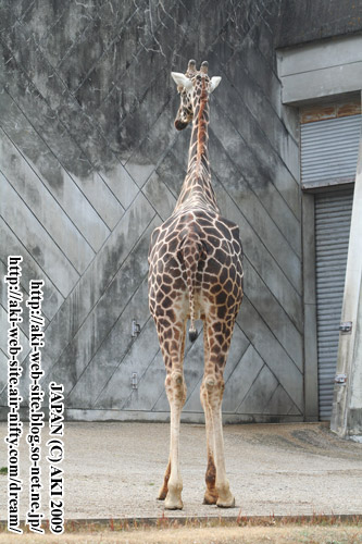 Giraffa camelopardalis reticulata002.jpg