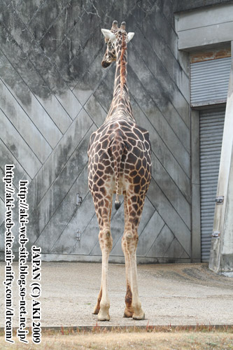 Giraffa camelopardalis reticulata003.jpg