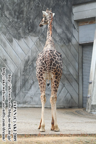 Giraffa camelopardalis reticulata004.jpg