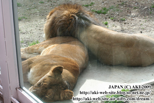Lion_Panthera leo ssp.001.jpg