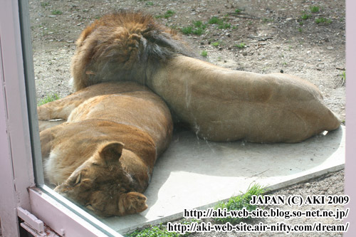 Lion_Panthera leo ssp.002.jpg
