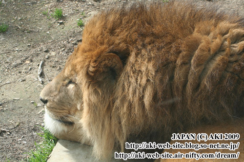 Lion_Panthera leo ssp.004.jpg