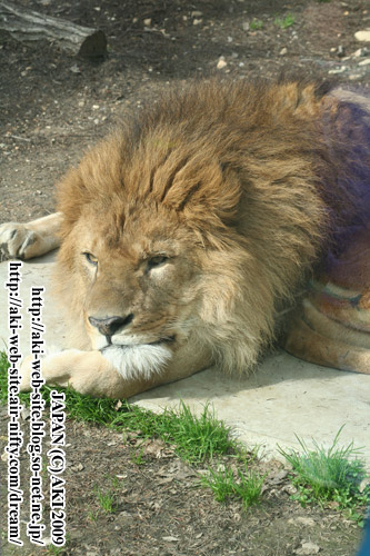 Lion_Panthera leo ssp.006.jpg