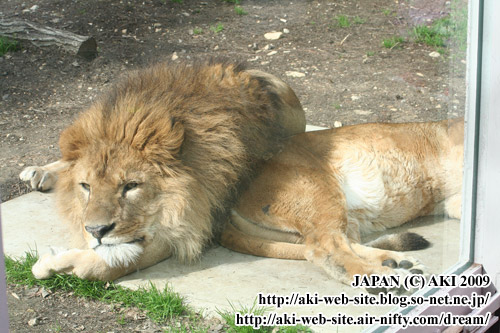 Lion_Panthera leo ssp.007.jpg