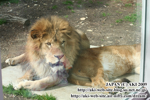 Lion_Panthera leo ssp.008.jpg