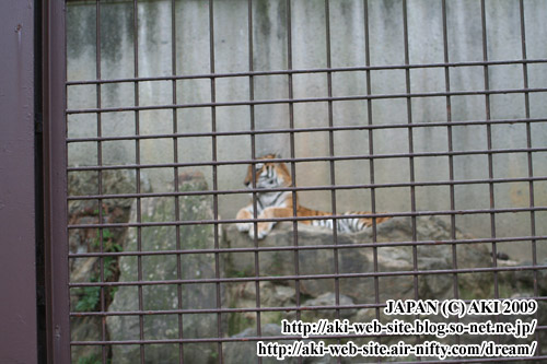 Panthera tigris altaica001.jpg