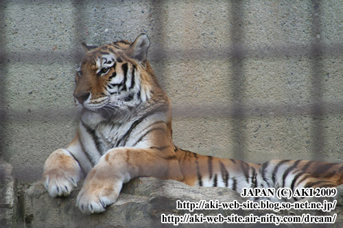 Panthera tigris altaica002.jpg