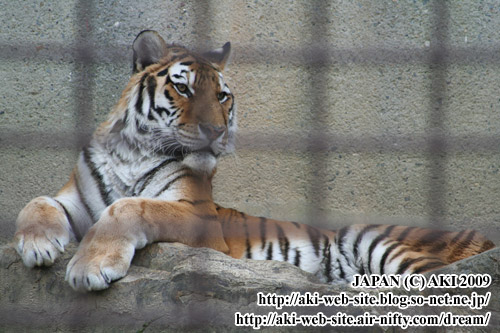 Panthera tigris altaica004.jpg