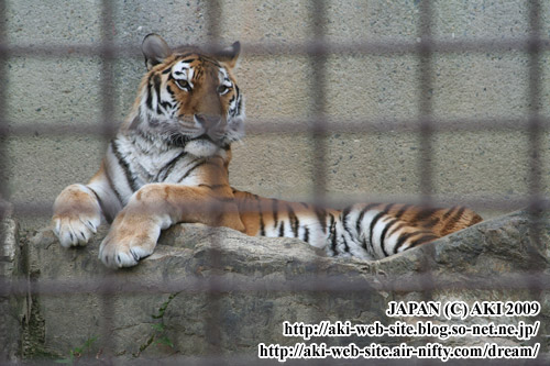 Panthera tigris altaica005.jpg