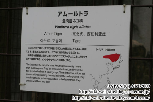 Panthera tigris altaica006.jpg