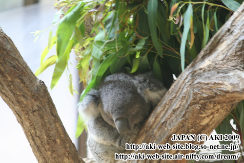 koala_phascolarctos cinereus002.jpg