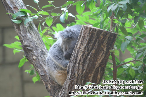 koala_phascolarctos cinereus004.jpg