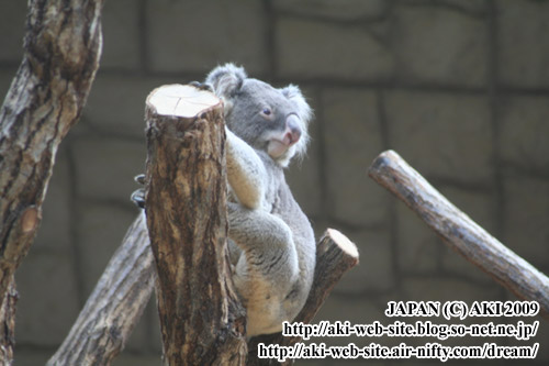 koala_phascolarctos cinereus005.jpg