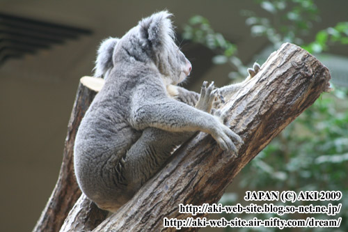 koala_phascolarctos cinereus007.jpg